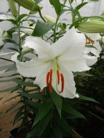 [4242 Siberia MAK2L No102.JPG]